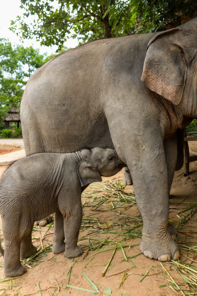 Chai Lai Orchid Elephant Sanctuary, Thailand