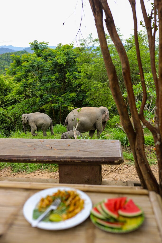 Chai Lai Orchid Elephant Sanctuary, Thailand
