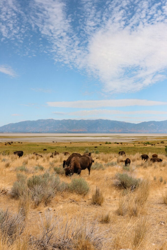Antelope Island, Salt Lake City, UT