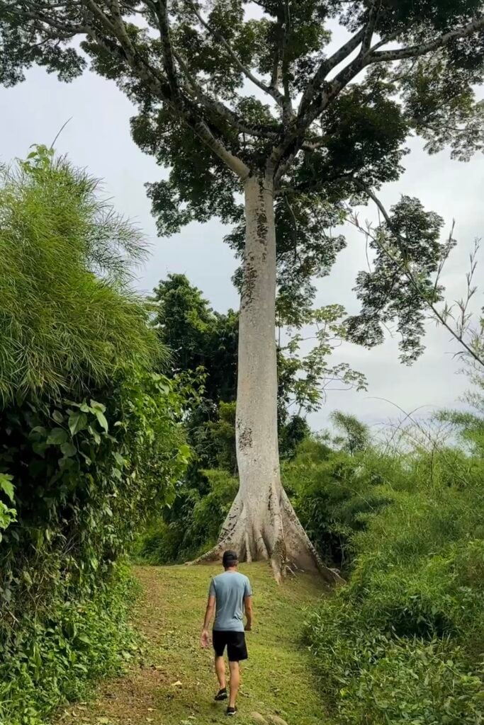 Ceiba Tree Jade Jungle Resort, Belize