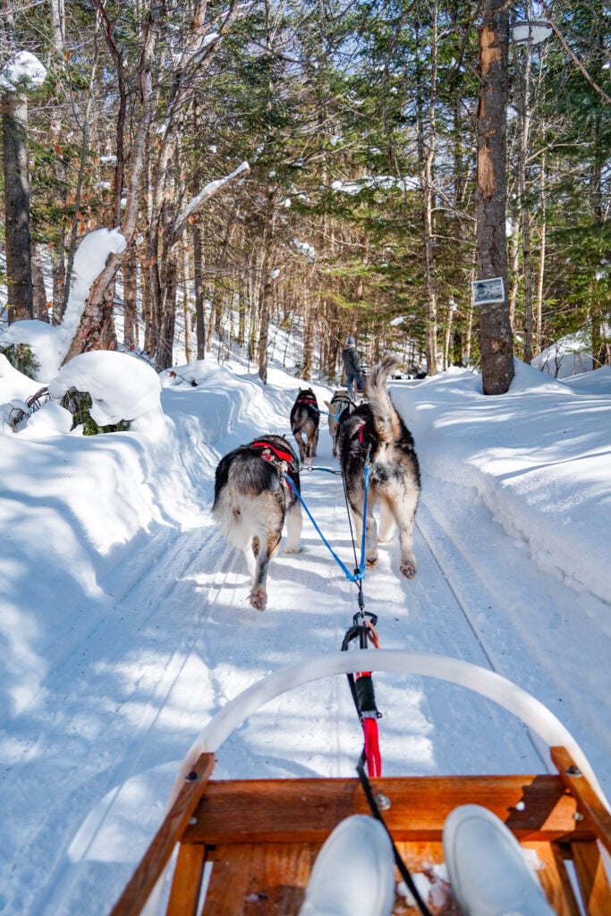 Dog sledding Quebec, Canada