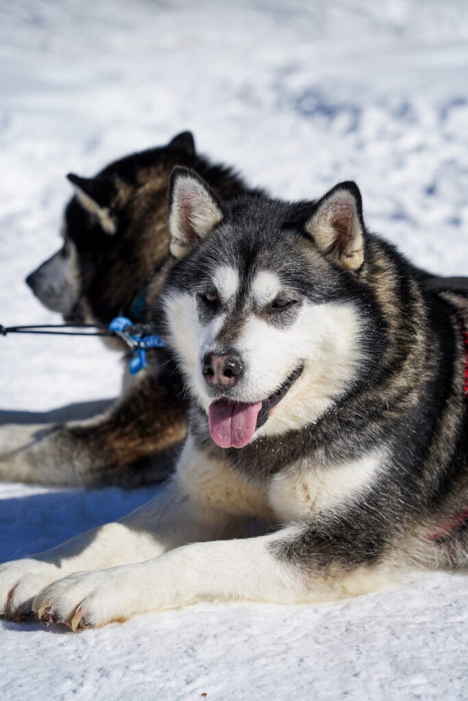 Dog sledding Quebec, Canada