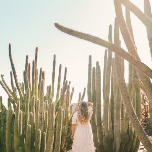 Desert Botanical Gardens, Phoenix, AZ
