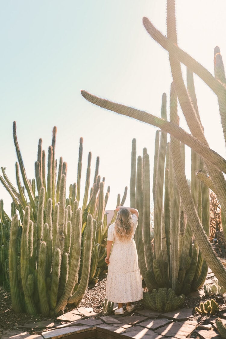 Desert Botanical Gardens, Phoenix, AZ