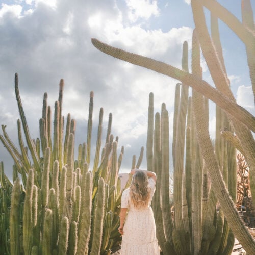 Desert Botanical Gardens, Phoenix, AZ