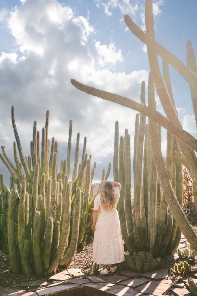 Desert Botanical Gardens, Phoenix, AZ