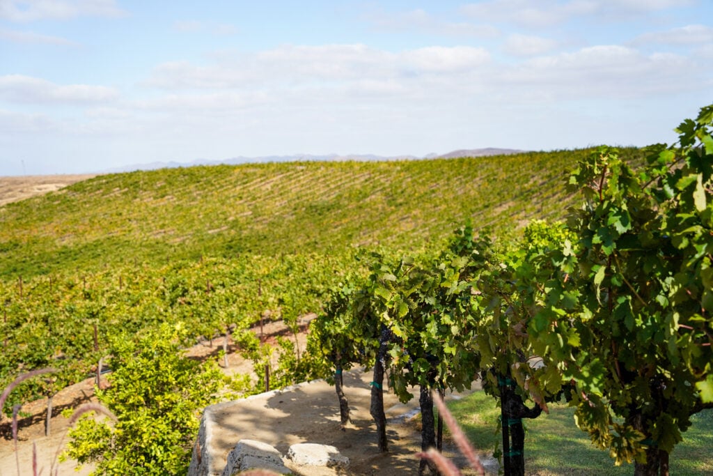 Temecula Valley Wine Country, Murrieta, California